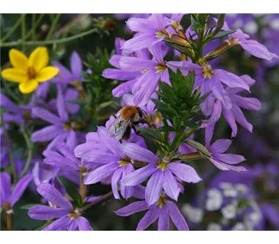 Ein „Himmlisches Duo“ lockt jetzt nach draußen: Die „Bayerische Pflanze des Jahres 2021“ leuchtet weiß-blau