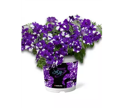 Petunia 'Night Sky' aus der Manufaktur für Grünes 