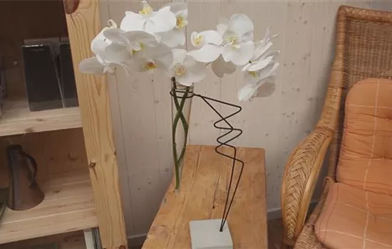 Orchidee - Anschneiden für den Heimgebrauch Orchidee - Anschneiden für den Heimgebrauch