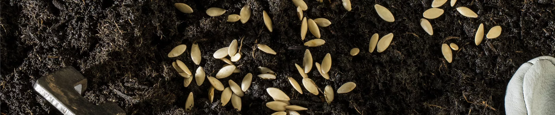 Samen mit Handschuhen und Harke