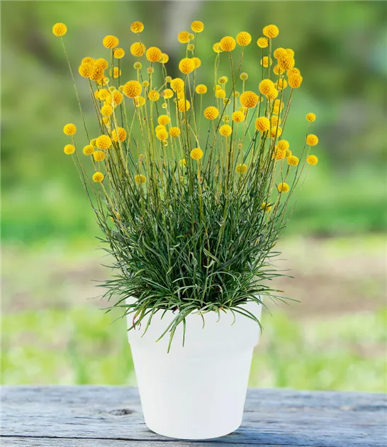 Craspedia globosa 'Golf™ Beauty' Trommelstöckchen, Trommelstöckchen 'Golf™ Beauty' - Manufaktur für Grünes
