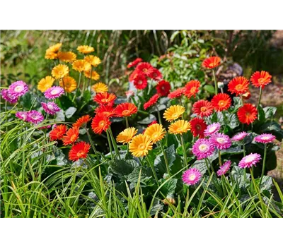 Gerbera, „Bayerische Pflanze des Jahres“: Die „Sunny Sisters“ sorgen für Farbe