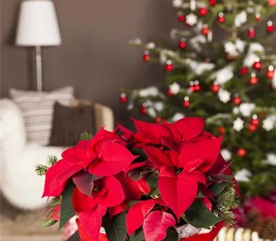 Euphorbia pulcherrima, rot