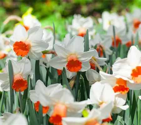 Alpenveilchen als Highlight in Haus und Garten