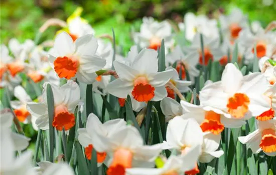 Alpenveilchen als Highlight in Haus und Garten Alpenveilchen als Highlight in Haus und Garten