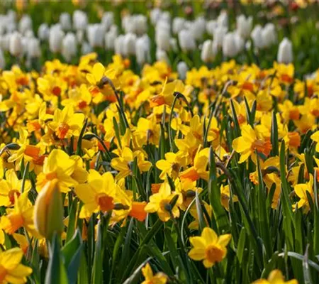 Alpenveilchen pflanzen und bunte Blüten bewundern