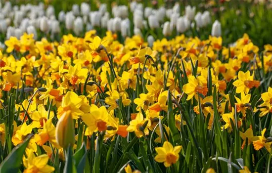 Alpenveilchen pflanzen und bunte Blüten bewundern Alpenveilchen pflanzen und bunte Blüten bewundern