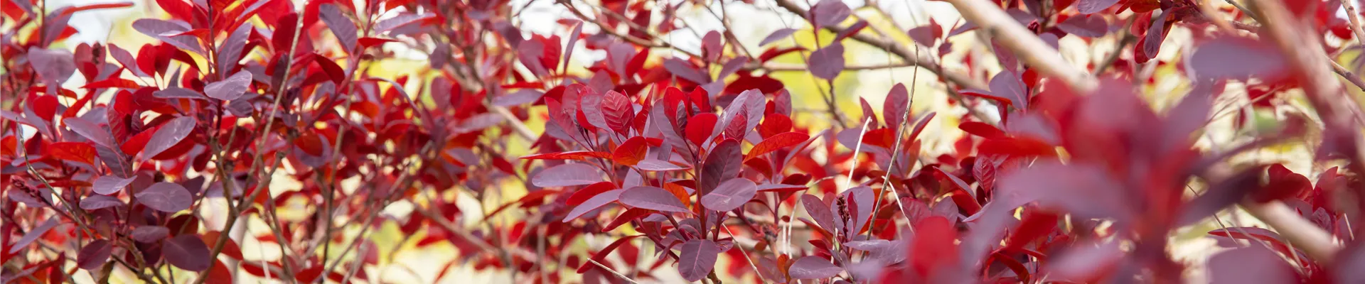 Cotinus coggygria, rot Cotinus coggygria, rot