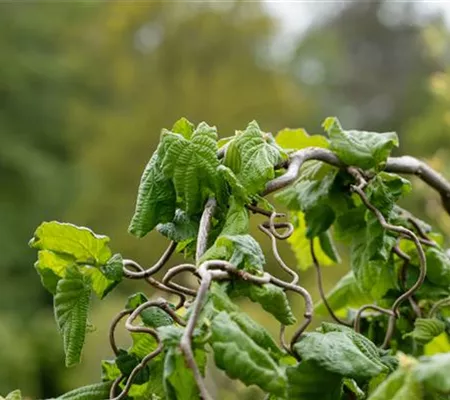 Beliebte Laubgehölze für den eigenen Garten