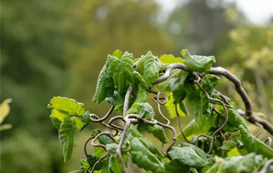 Beliebte Laubgehölze für den eigenen Garten Beliebte Laubgehölze für den eigenen Garten