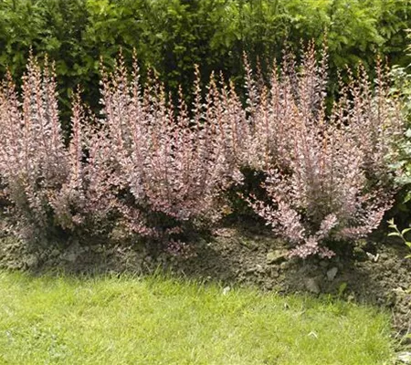 Berberitzen bereichern den Garten in jeder Hinsicht