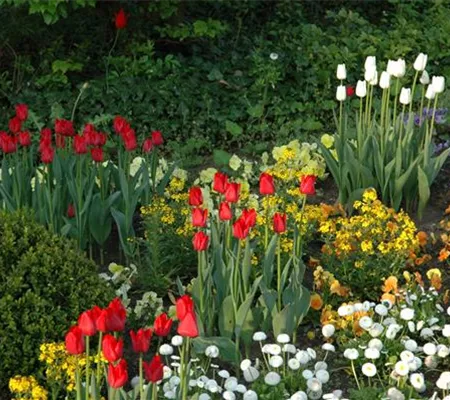 Blumenzwiebeln kaufen und Garten und Co. bunt gestalten