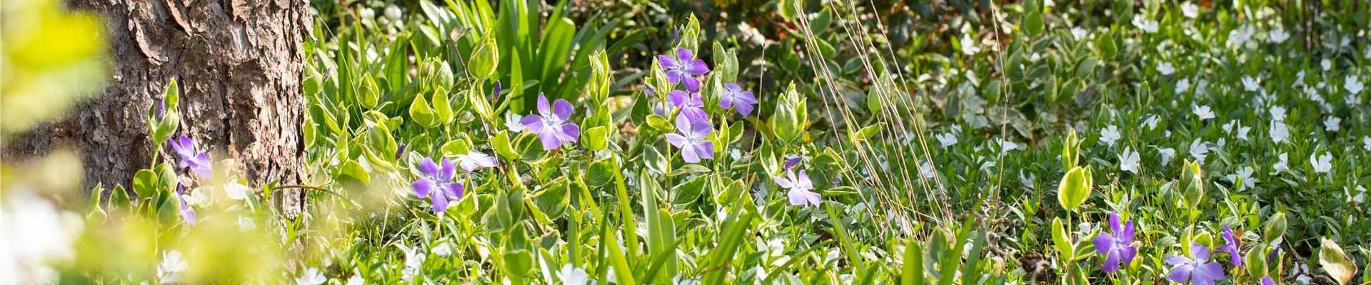 Vinca major Vinca major