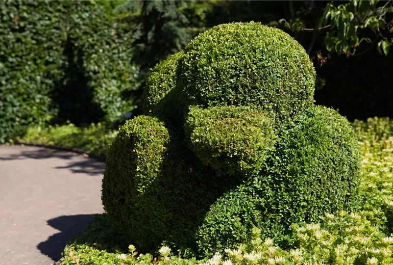 Buxus sempervirens var. arborescens