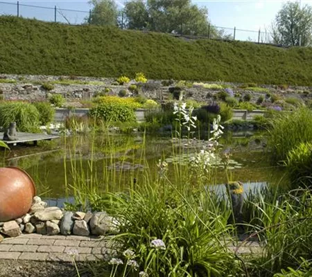 Den Gartenteich bepflanzen mit den schönsten Kandidaten