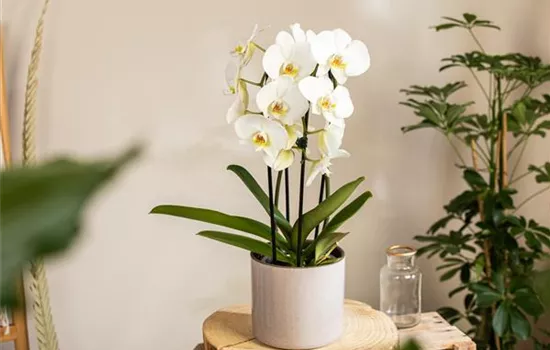 Orchideen kaufen und ihre Schönheit genießen Orchideen kaufen und ihre Schönheit genießen