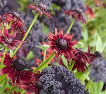 Die beliebtesten Stauden für die Gartengestaltung