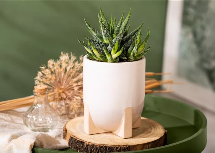 Die einmaligen Besonderheiten von Kakteen und Sukkulenten 