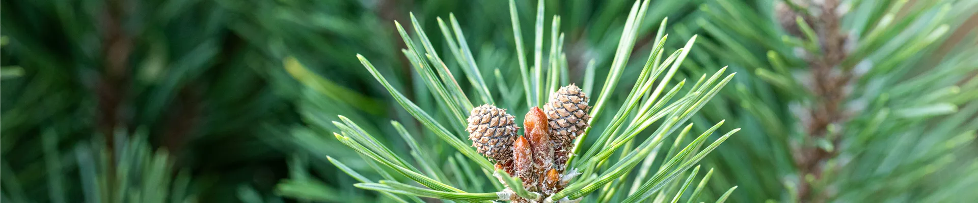 Pinus mugo 'Slavanii' Pinus mugo 'Slavanii'