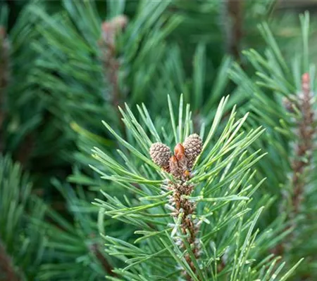 Die passenden Nadelgehölze für jeden Standort im Garten