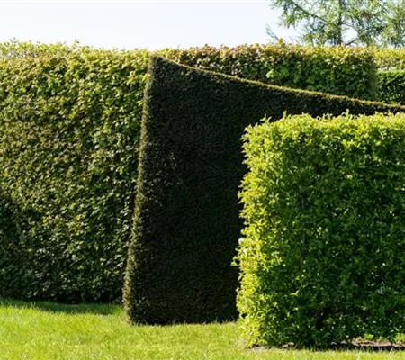 Die schönsten Heckenpflanzen für den Garten entdecken