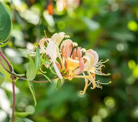 Die Vielfalt der Kletterpflanzen – Hoch hinaus in bunten Farben