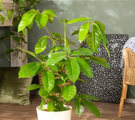 Die Vielfalt der Zimmerpflanzen ist unendlich und wunderschön