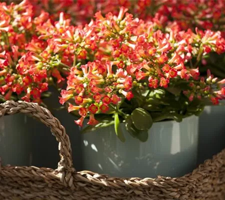 Eine Kalanchoe als blühendes Highlight im Haus