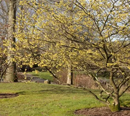 Eine Zaubernuss als Bereicherung im eigenen Garten