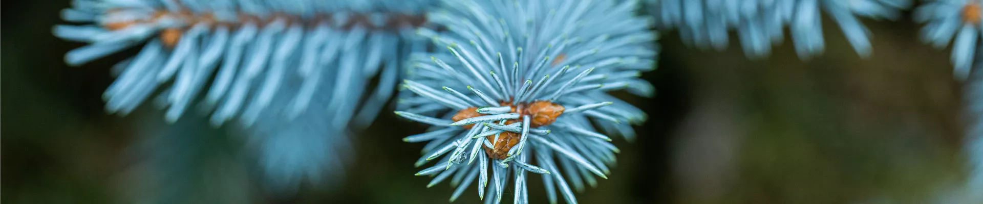 Picea pungens 'Dittersdorfer Zwerg' Picea pungens 'Dittersdorfer Zwerg'