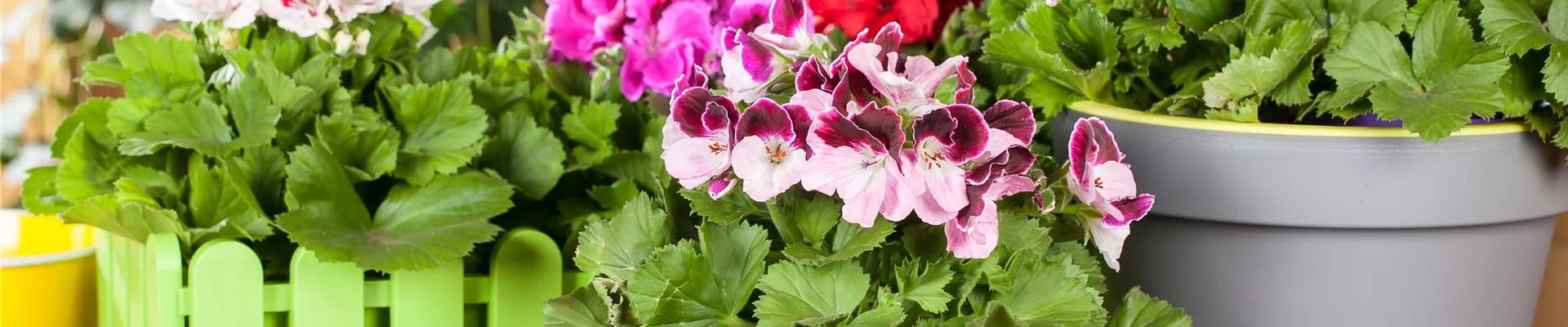 Pelargonium grandiflorum Pelargonium grandiflorum