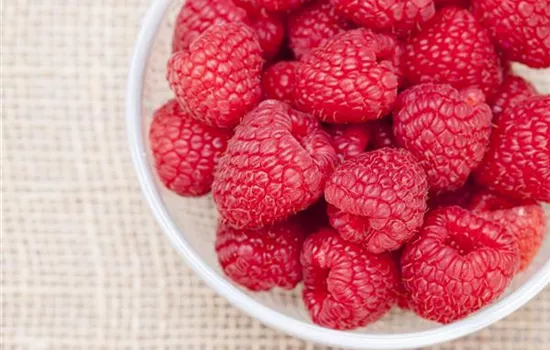 Himbeeren als leckerer Snack für Balkon und Garten Himbeeren als leckerer Snack für Balkon und Garten