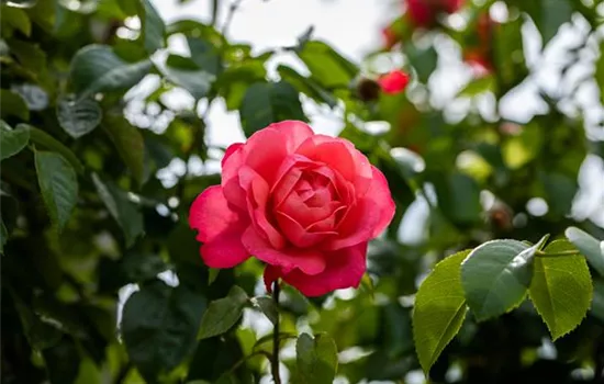 Rosen einpflanzen leicht gemacht – So geht’s richtig Rosen einpflanzen leicht gemacht – So geht’s richtig