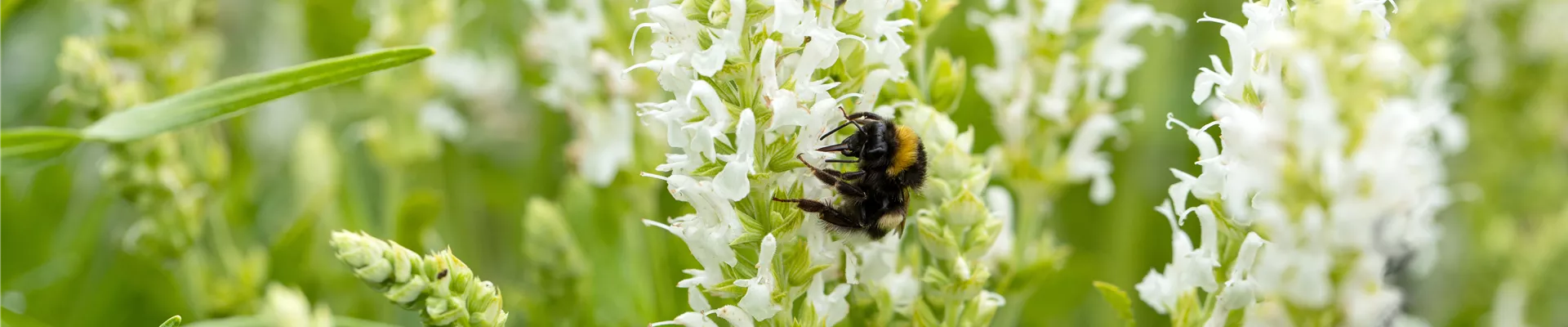 Salvia nemorosa 'Schneehügel'
