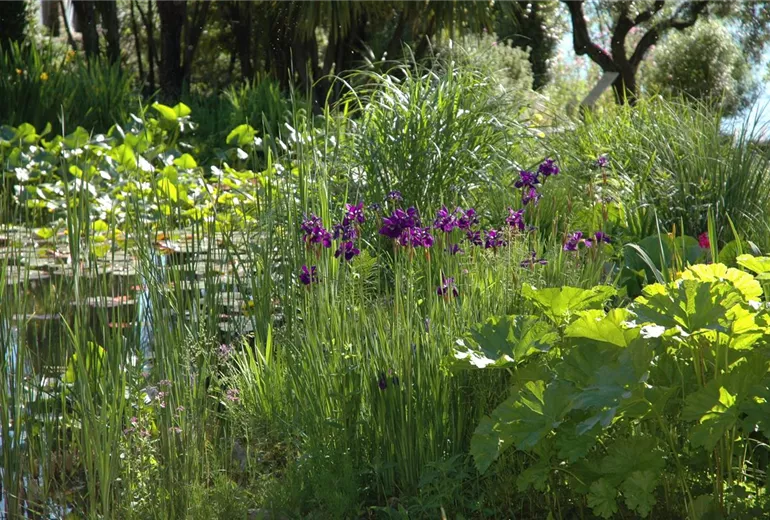 Iris setosa