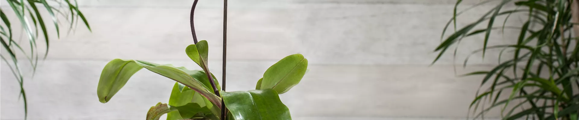 Paphiopedilum 'Pinocchio' Paphiopedilum 'Pinocchio'