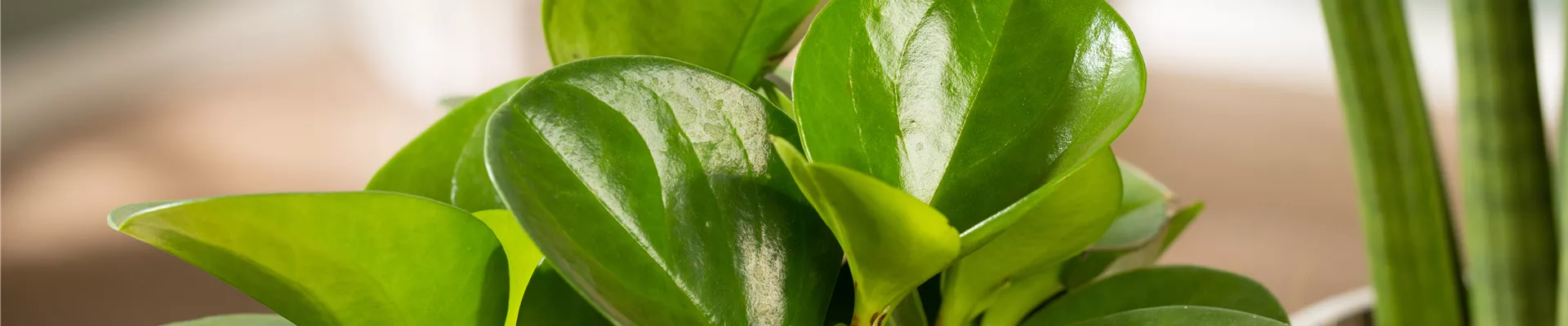Peperomia obtusifolia