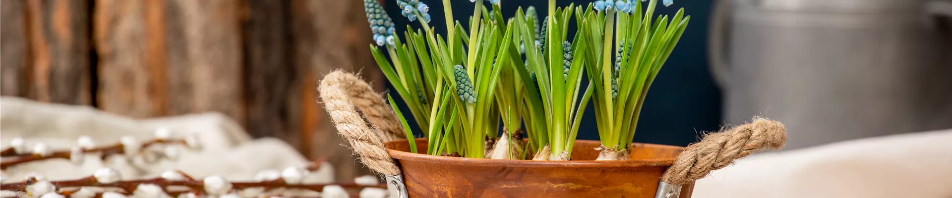 Muscari Muscari