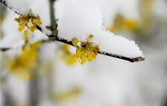 Winterblühende Gehölze für besondere Akzente im Winter Winterblühende Gehölze für besondere Akzente im Winter