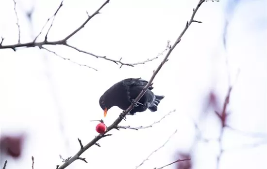 Gehölze als Nahrungsquelle für Vögel pflanzen Gehölze als Nahrungsquelle für Vögel pflanzen