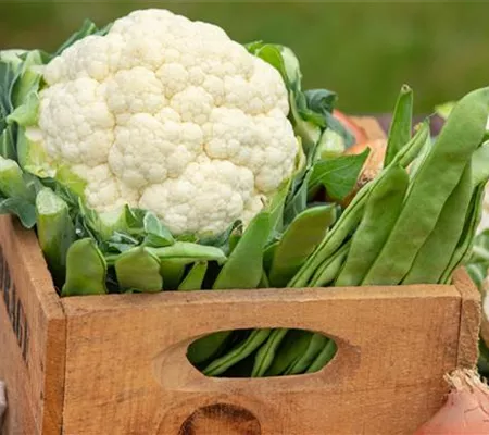 Der Anbau der beliebtesten Gemüsearten 