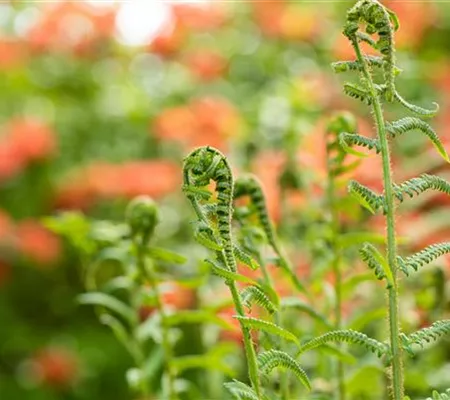 Der richtige Umgang mit giftigen Farnen im Garten