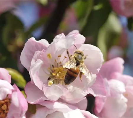 Erfolgreich bienenfreundliche Bäume und Sträucher anpflanzen