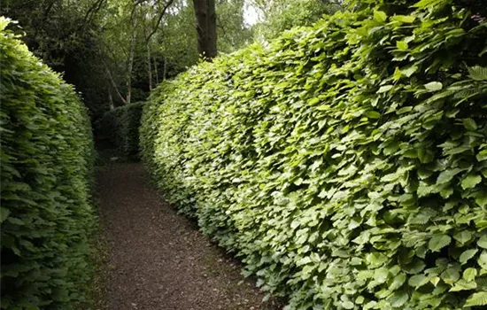 Gut geschützt – Hecken pflanzen und den Garten ungestört genießen Gut geschützt – Hecken pflanzen und den Garten ungestört genießen