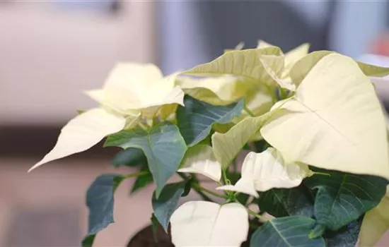 Zimmerpflanzenportrait - Weihnachtsstern (gelb)