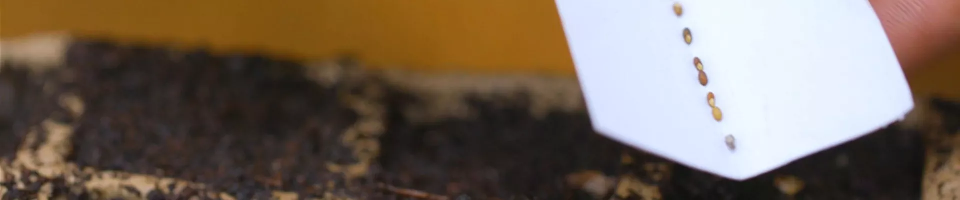 Rosmarin - Aussaat (Thumbnail)