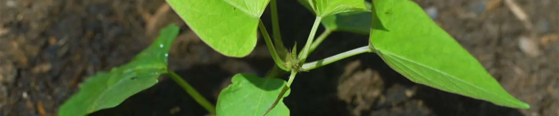 Süßkartoffeln - Einpflanzen im Gemüsebeet (Thumbnail) Süßkartoffeln - Einpflanzen im Gemüsebeet (Thumbnail)