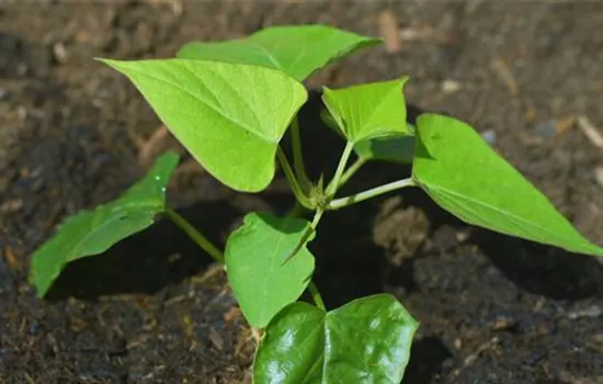Süßkartoffel - Einpflanzen im Gemüsebeet Süßkartoffel - Einpflanzen im Gemüsebeet