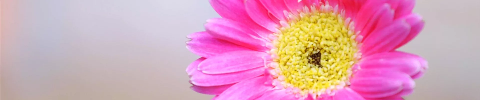 Gerbera -Einpflanzen im Garten (Thumbnail) Gerbera -Einpflanzen im Garten (Thumbnail)