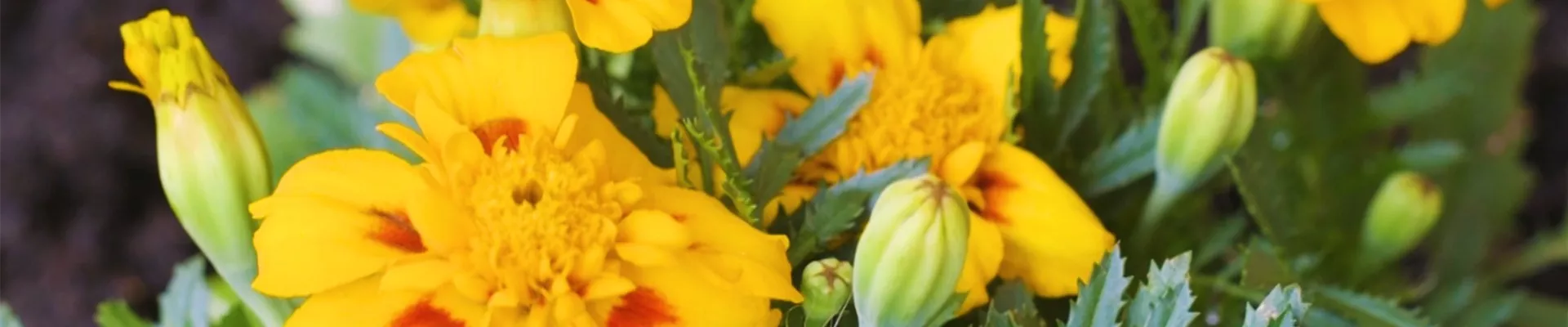 Studentenblume - Einpflanzen im Garten (thumbnail2) Studentenblume - Einpflanzen im Garten (thumbnail2)